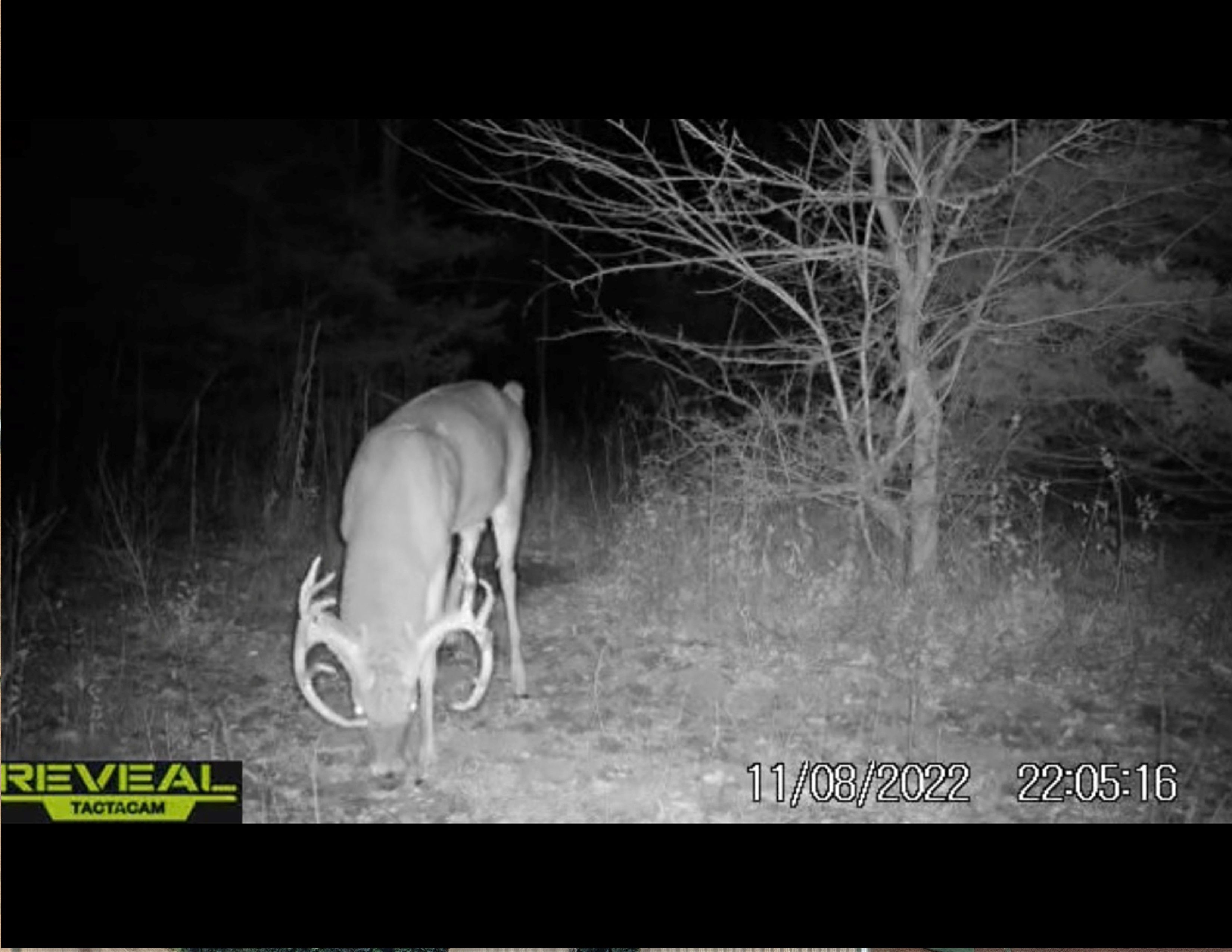 Listing Photo: Deer 11